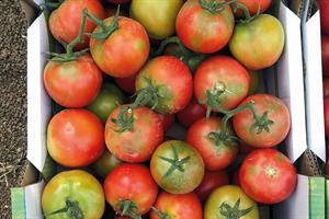 Crate of tomatoes with patchy red and green colouring due to tomato brown rugnose fruit virus